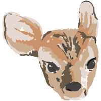 コジカ